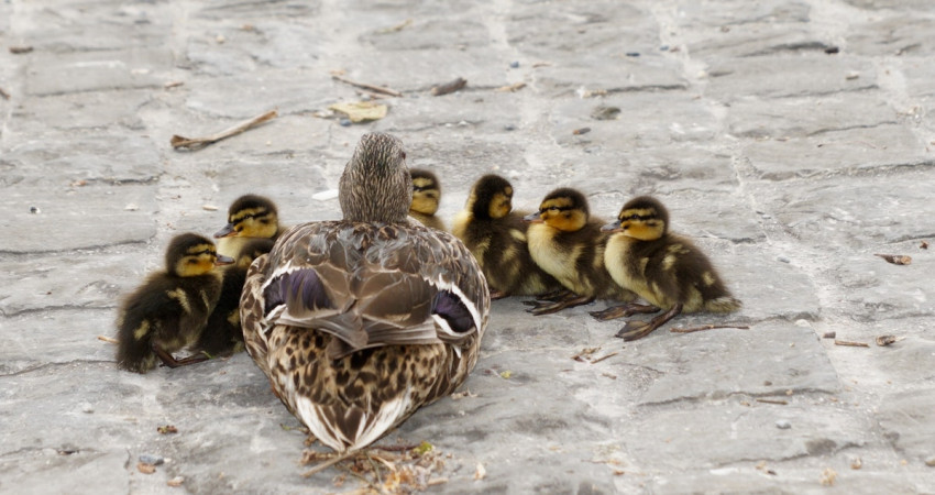 How to communicate and align employees with strategy | i-nexus